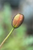 Papaver lapponicum. Бутон. Кольский п-ов, Хибины, подножие у южного склона массива Кукисвумчорр. 17.06.2013.