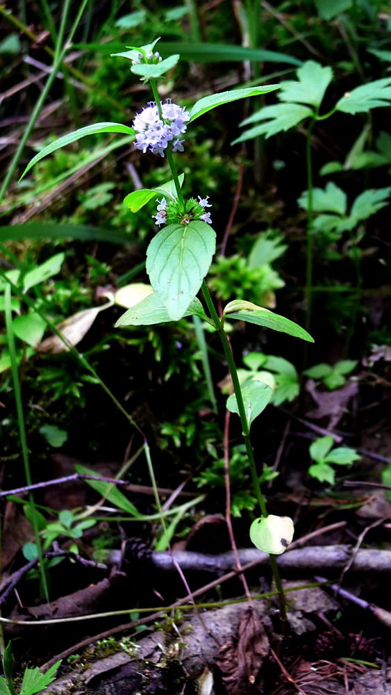 Image of Mentha arvensis specimen.