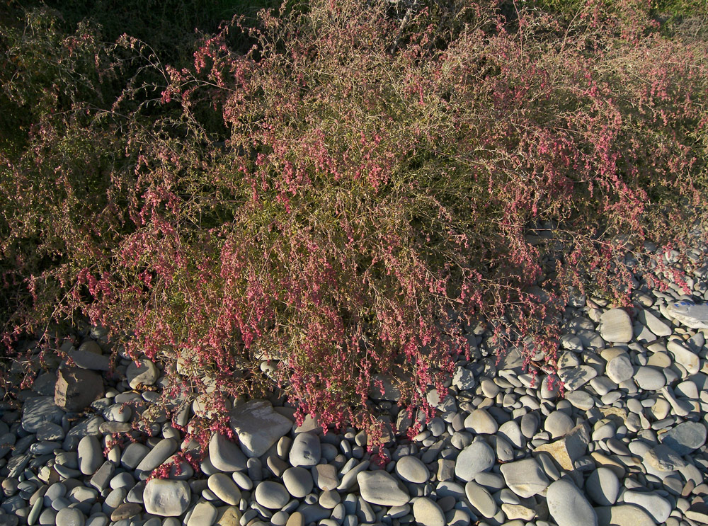 Image of Atriplex aucheri specimen.