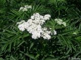 Sambucus ebulus