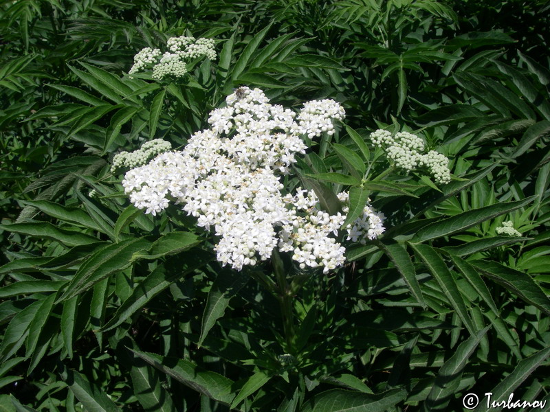 Изображение особи Sambucus ebulus.