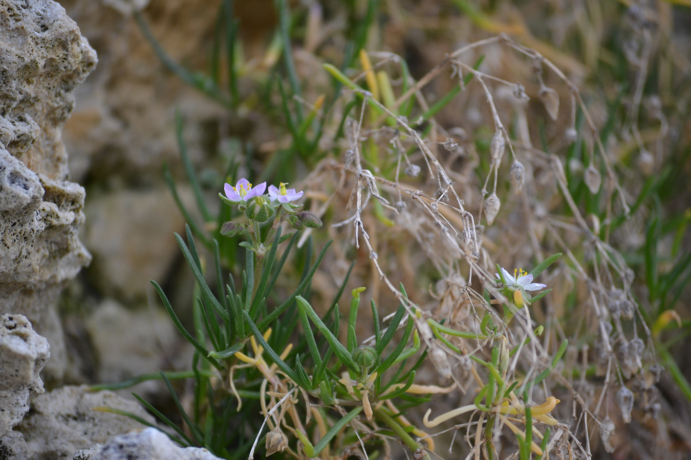 Image of Spergularia media specimen.