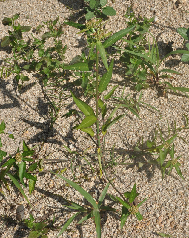 Изображение особи Euphorbia heterophylla.