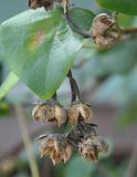 Hibiscus tiliaceus. Верхушка ветви с раскрывшимися плодами. Таиланд, остров Тао. 26.06.2013.