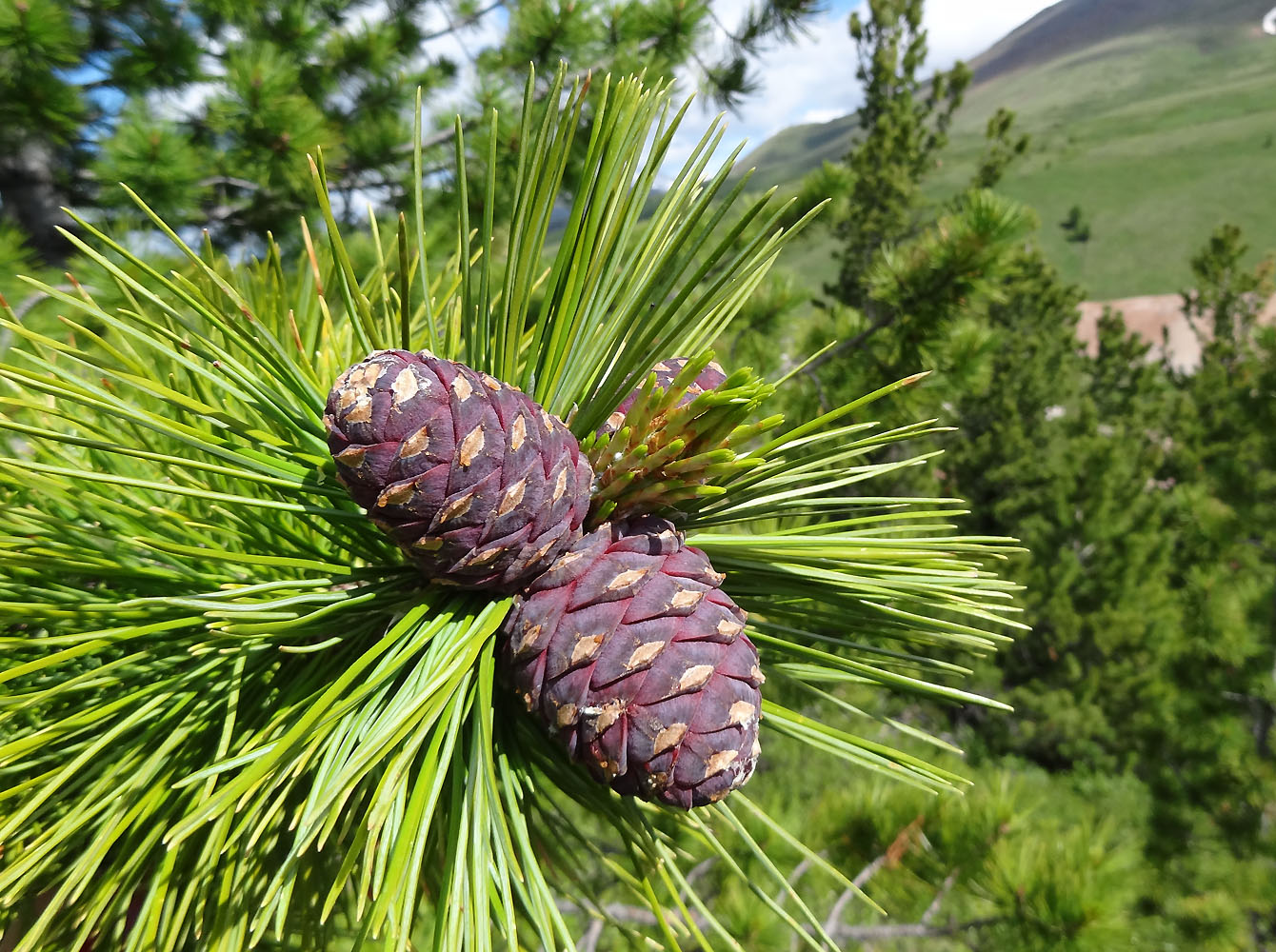 Изображение особи Pinus sibirica.