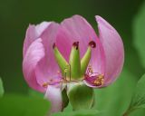 Paeonia obovata