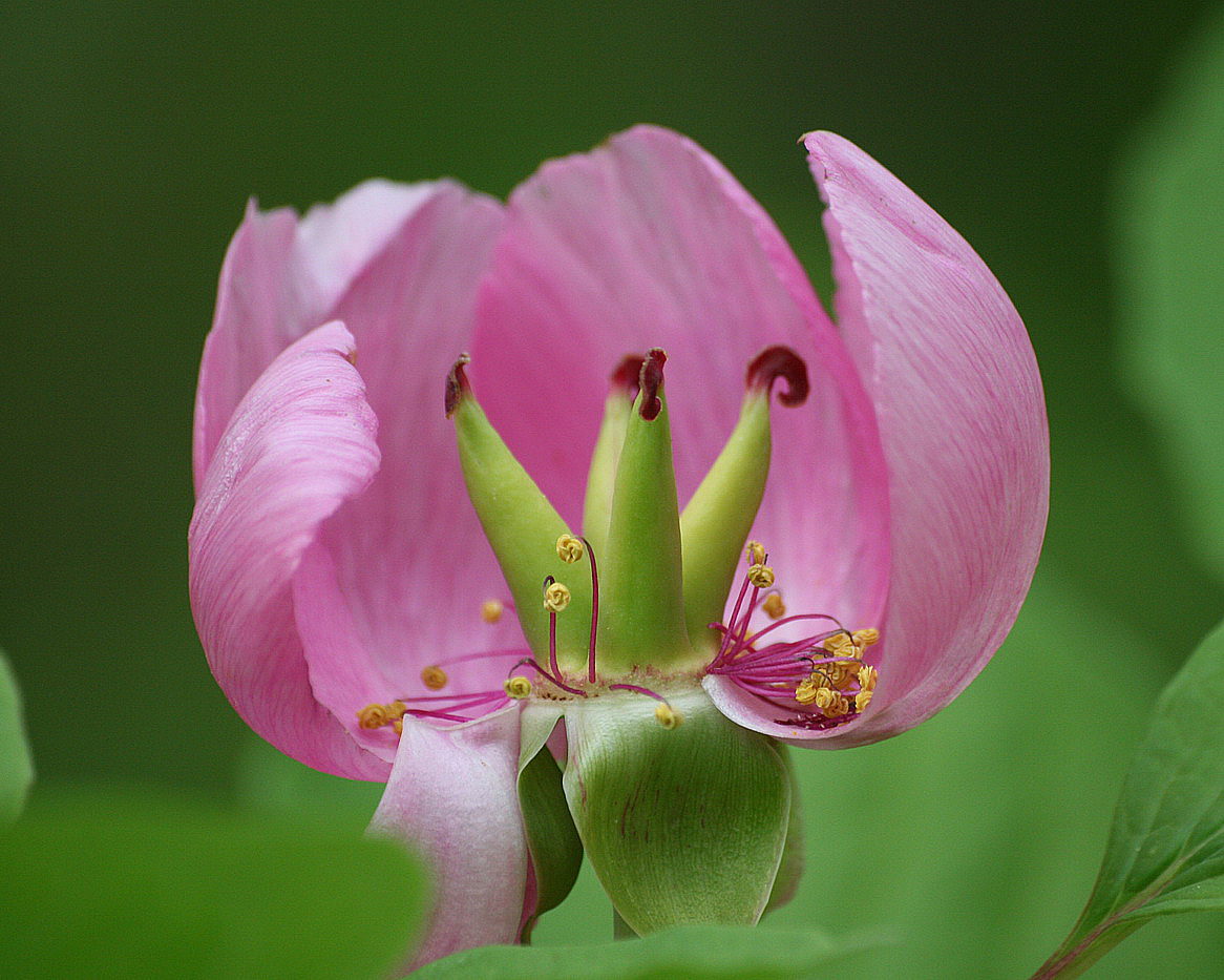 Изображение особи Paeonia obovata.