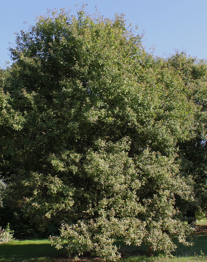 Image of Quercus iberica specimen.