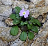 Malcolmia flexuosa