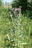 Cirsium setosum. Цветущее растение. Восточный Казахстан, Уланский р-н, окр. с. Украинка, луг. 22.07.2008.