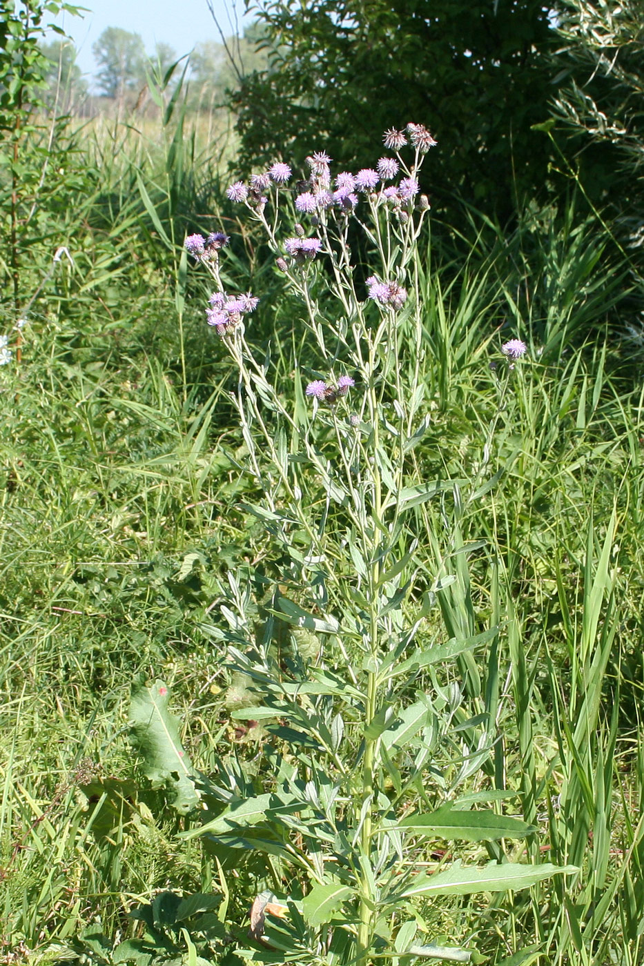 Изображение особи Cirsium setosum.