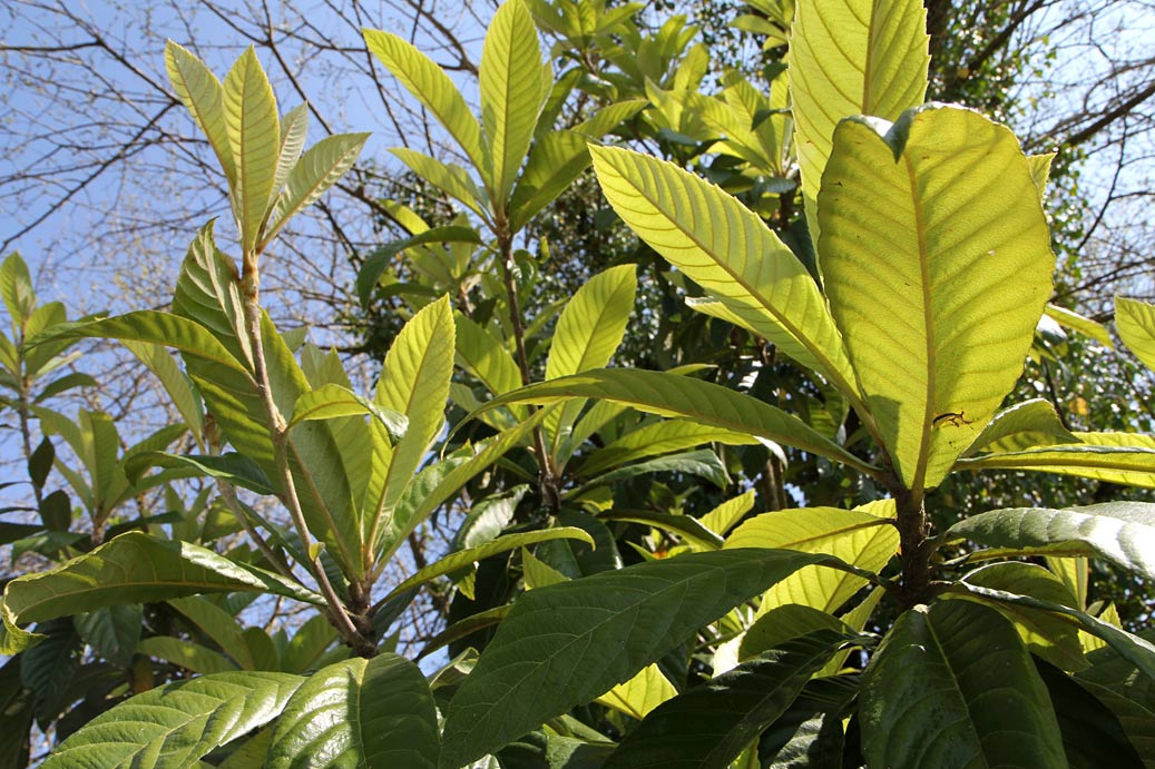Image of Eriobotrya japonica specimen.