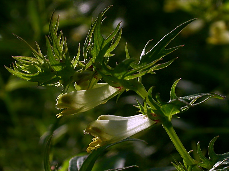 Image of Melampyrum laciniatum specimen.