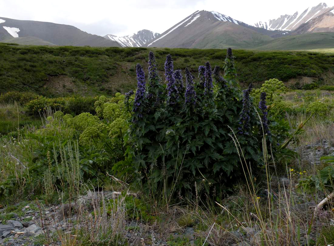 Изображение особи Delphinium inconspicuum.