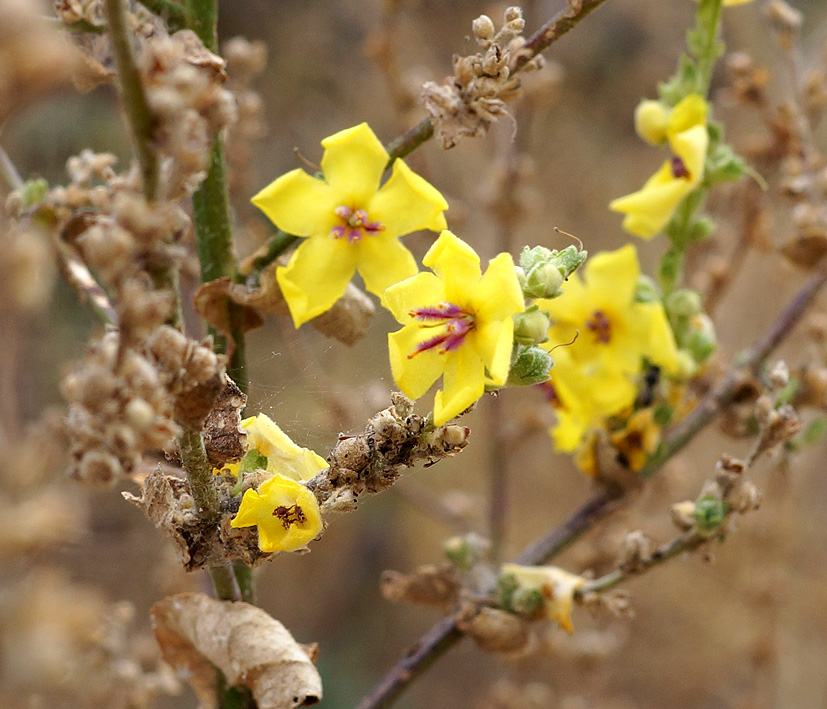 Image of genus Verbascum specimen.