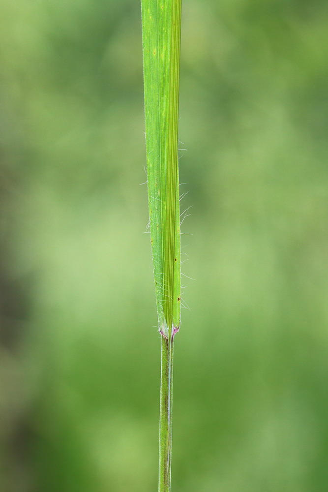 Изображение особи Anisantha sterilis.