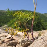 Image of taxon representative. Author is Татьяна Винокурова