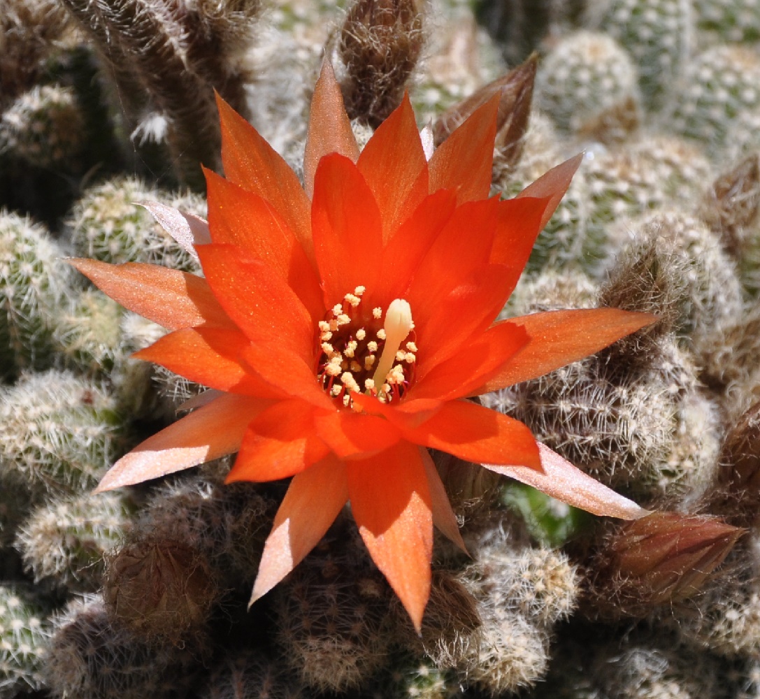 Изображение особи Echinopsis chamaecereus.