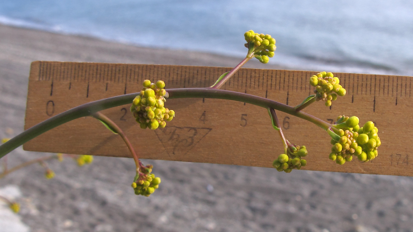 Image of Crambe koktebelica specimen.