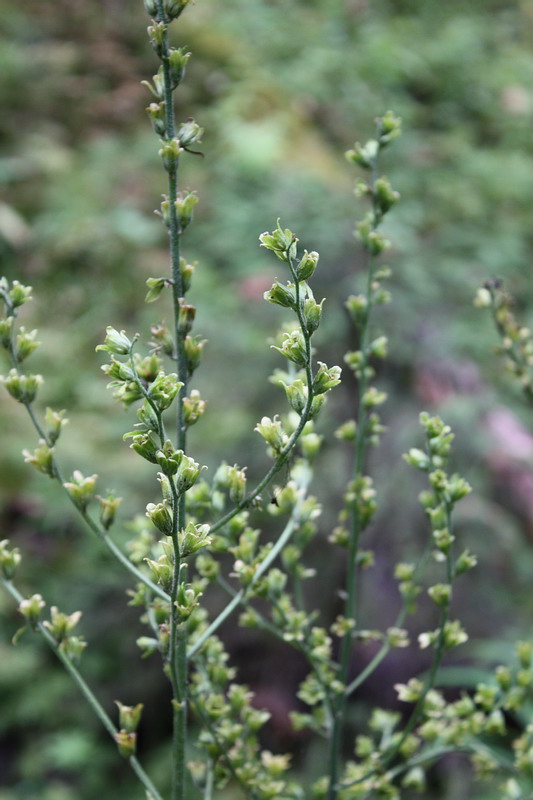 Изображение особи Veratrum lobelianum.