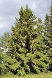 Picea abies. Взрослое дерево. Псковское озеро, остров Верхний. 14.06.2014.