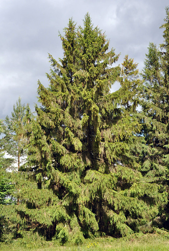 Image of Picea abies specimen.
