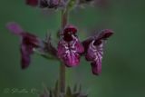 Stachys sylvatica. Цветки. Молдова, Каларашский р-н, лес возле с. Бравичи. 19.06.2014.