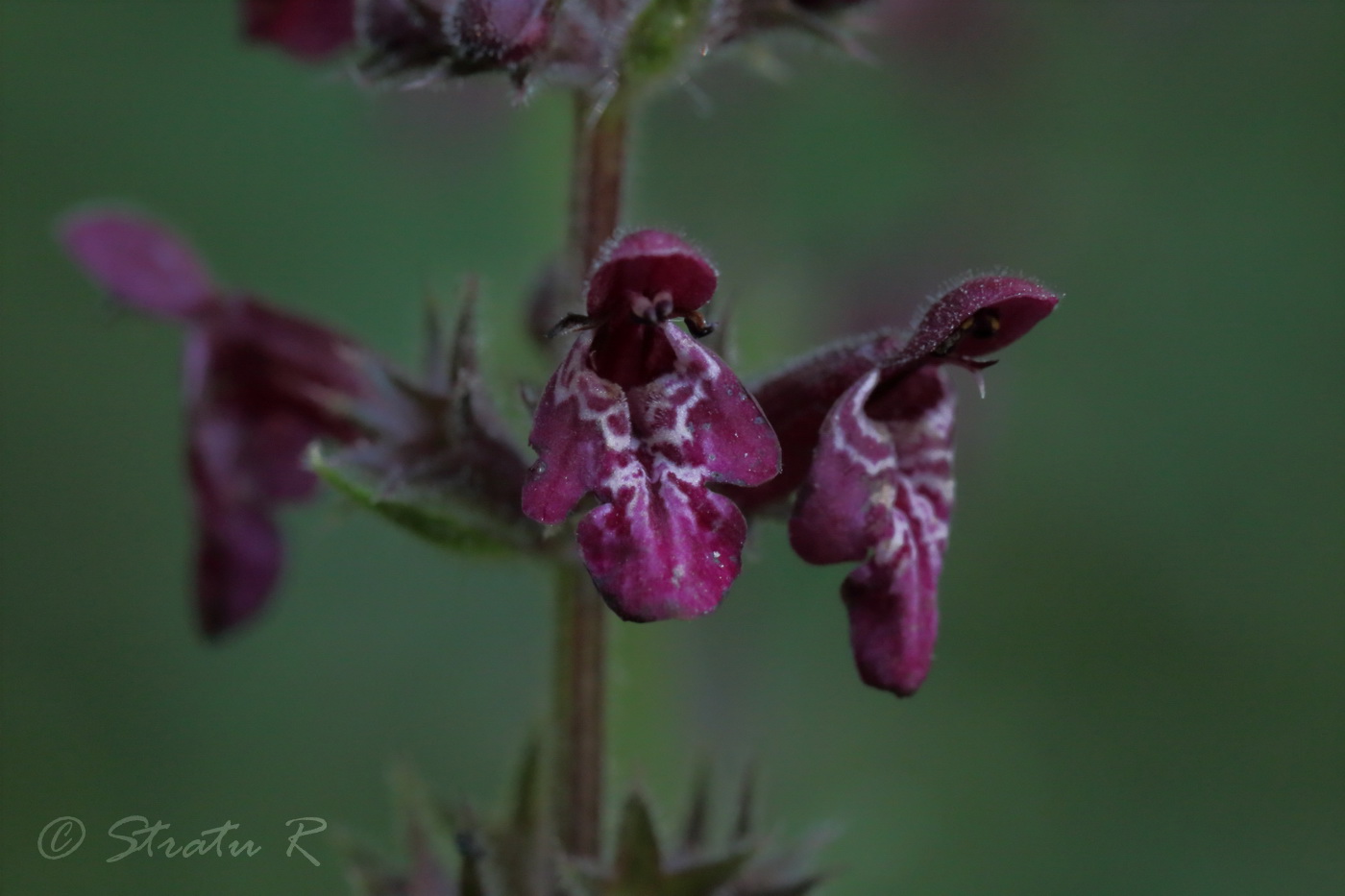 Image of Stachys sylvatica specimen.