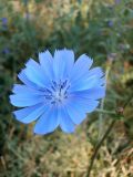 Cichorium intybus