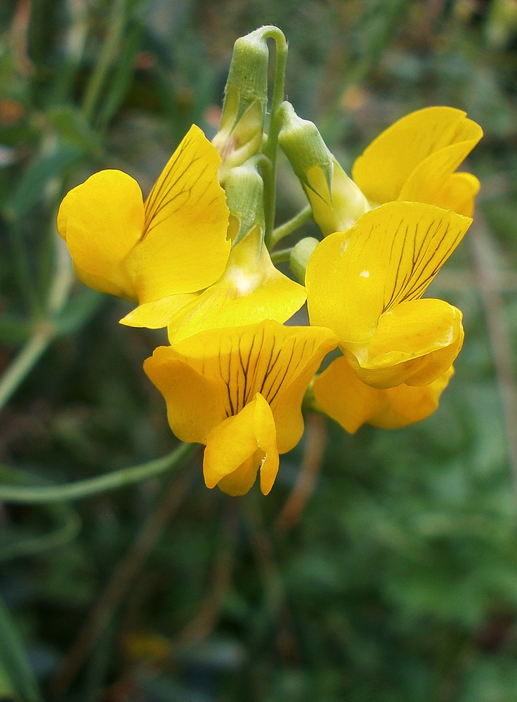 Изображение особи Lathyrus pratensis.