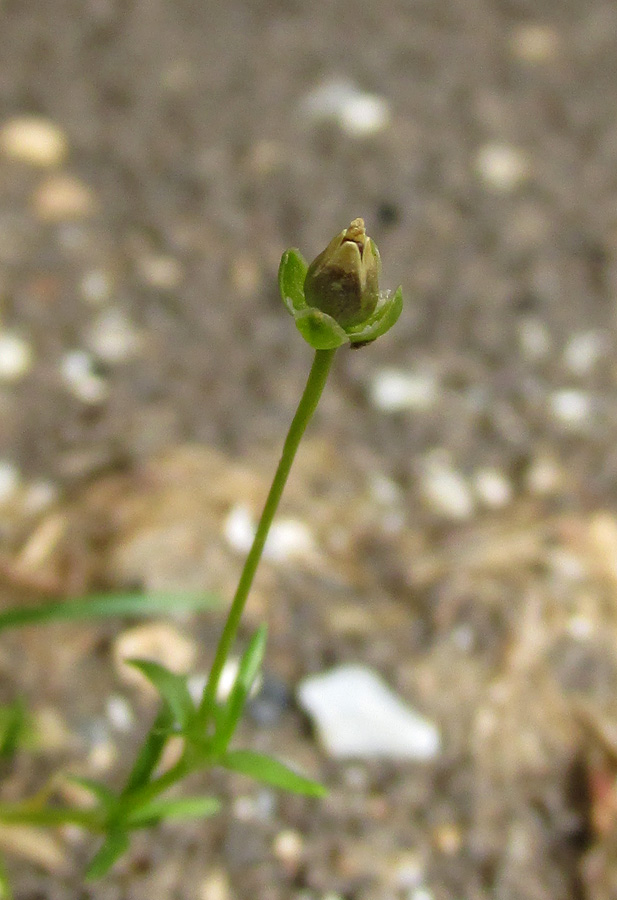 Image of Sagina procumbens specimen.