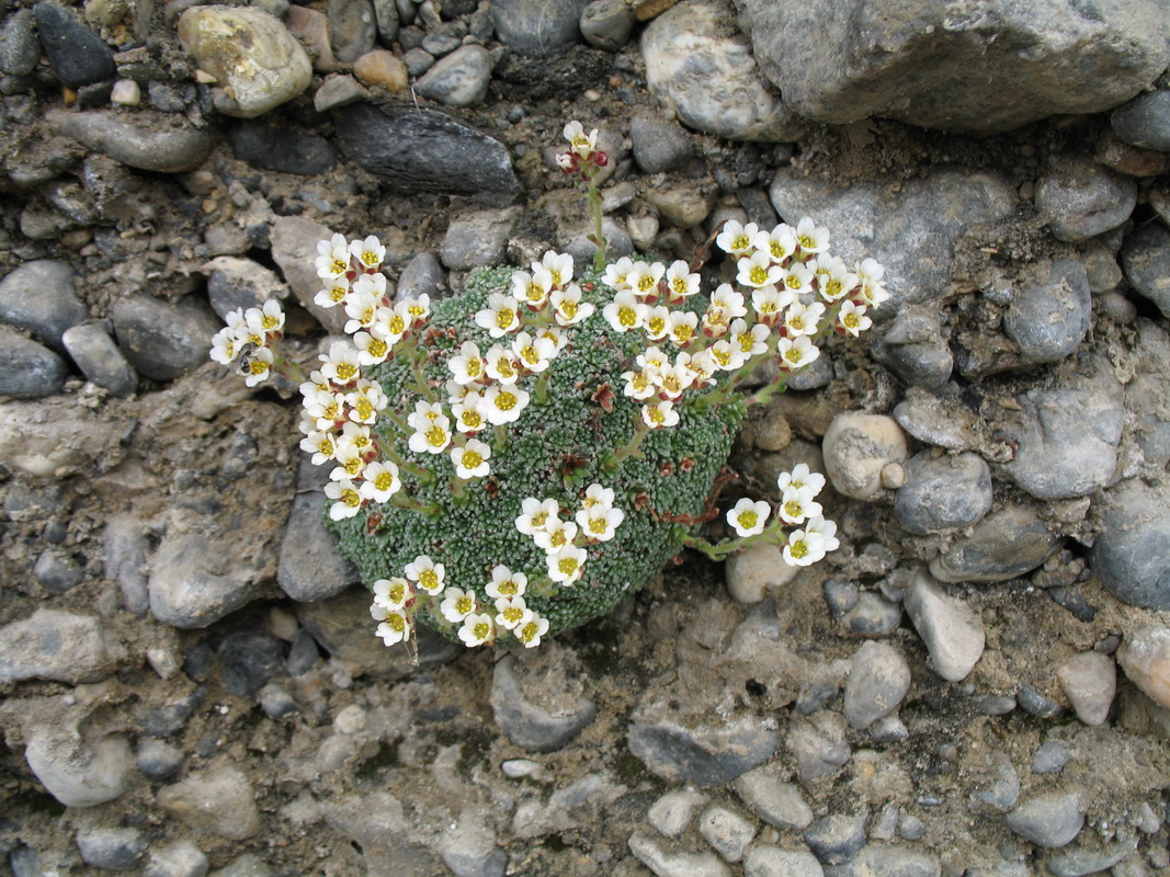 Изображение особи Saxifraga alberti.