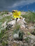 Ligularia narynensis. Цветущее растение. Казахстан, Сев. Тянь-Шань, хр. Кетмень, верх пер. Кегень. 24 мая 2012 г.