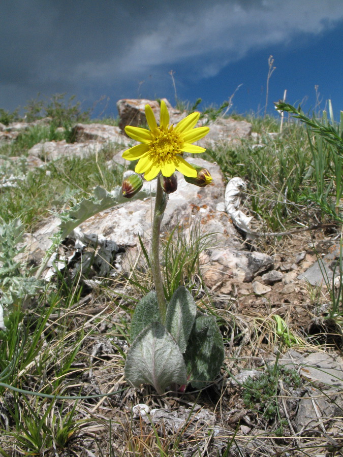 Image of Ligularia narynensis specimen.