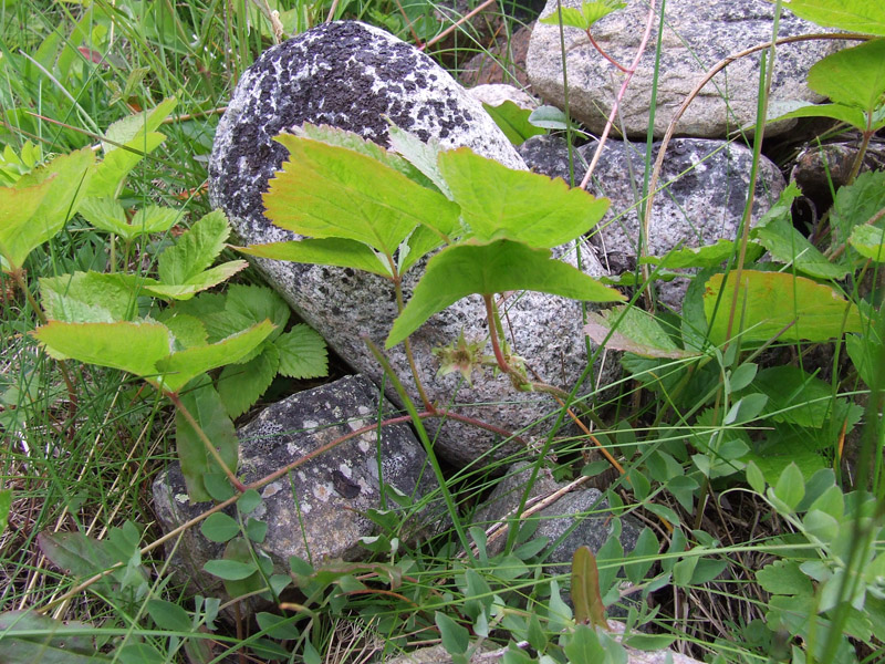 Изображение особи Rubus saxatilis.