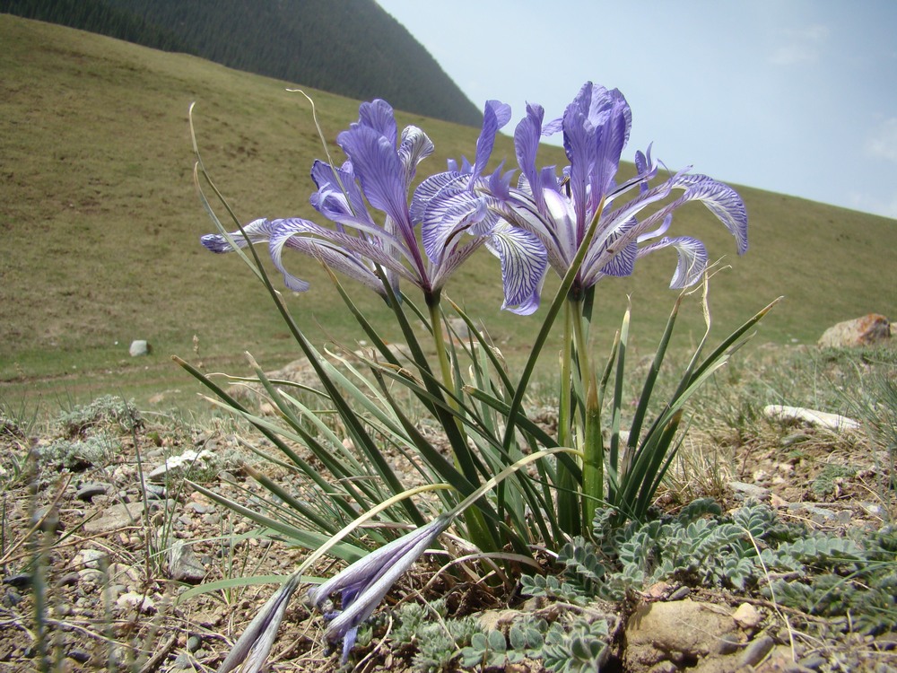 Изображение особи Iris loczyi.