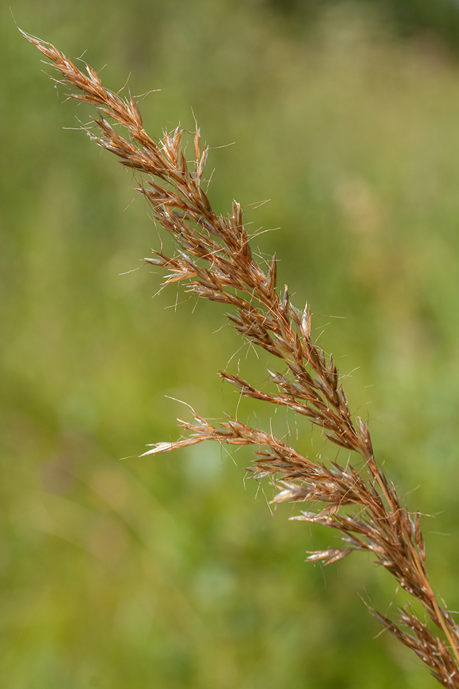 Image of Trisetum flavescens specimen.