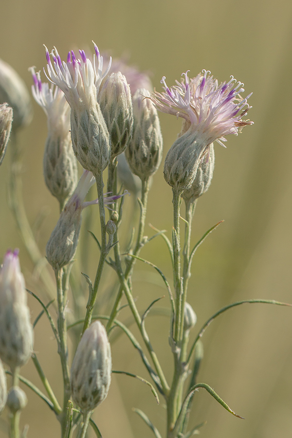 Image of Jurinea stoechadifolia specimen.