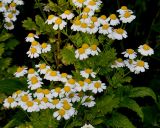 Pyrethrum parthenifolium. Соцветия. Германия, г. Дюссельдорф, Ботанический сад университета. 03.07.2014.