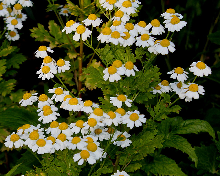 Image of Pyrethrum parthenifolium specimen.