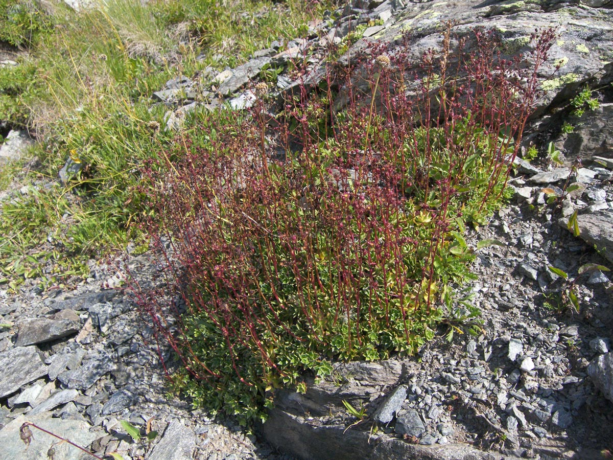 Изображение особи Saxifraga kolenatiana.