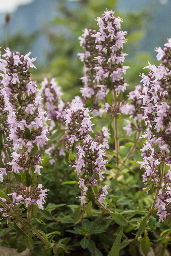 Изображение особи род Thymus.