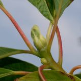 Sassafras albidum