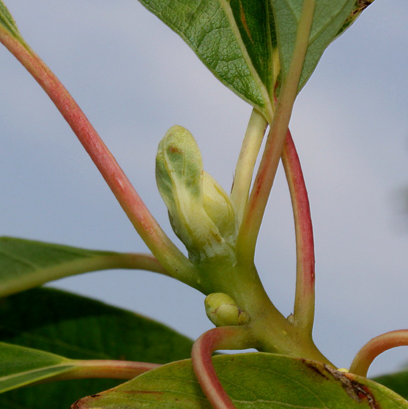 Image of Sassafras albidum specimen.