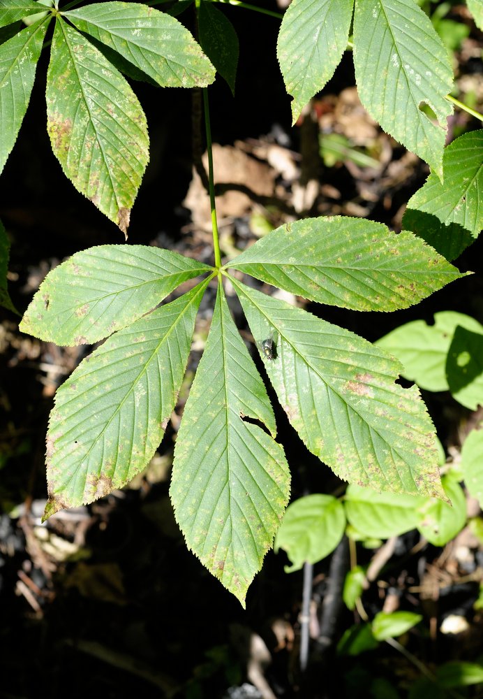 Изображение особи род Aesculus.