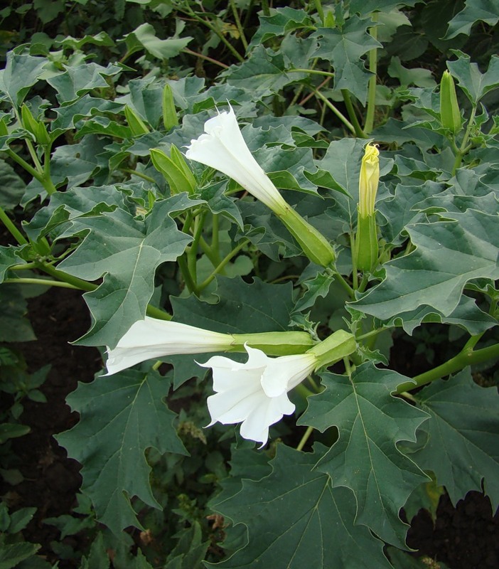 Изображение особи Datura stramonium.