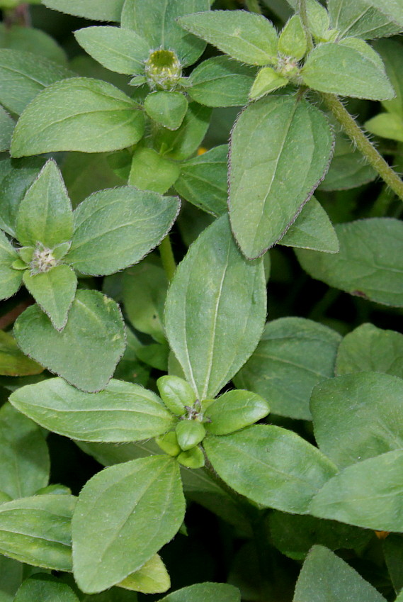 Изображение особи Sanvitalia procumbens.