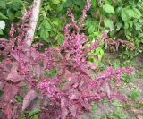 Atriplex hortensis