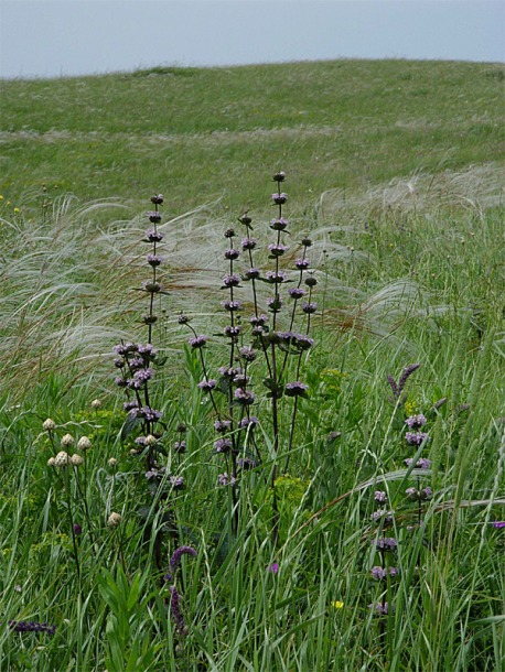 Изображение особи Phlomoides tuberosa.