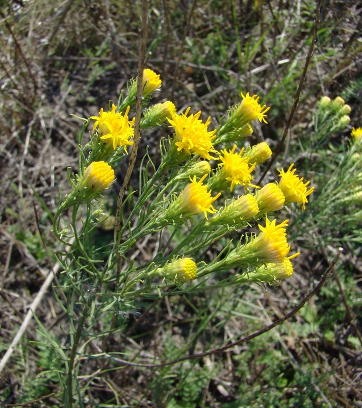 Изображение особи Galatella linosyris.